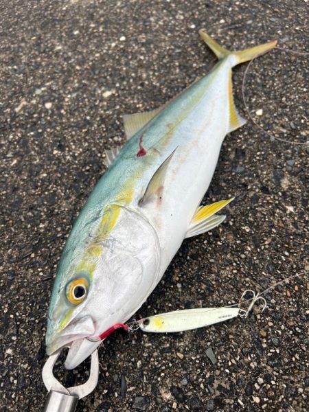 青物