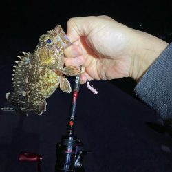 アジング釣査