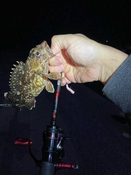 アジング釣査
