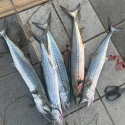 ライトショアジギング🎣