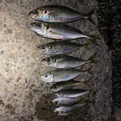 アジング釣査