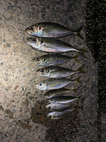 アジング釣査