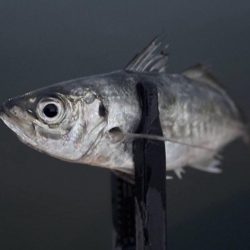 一魚一会