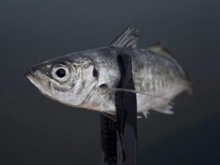 一魚一会