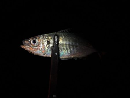 静水良釣