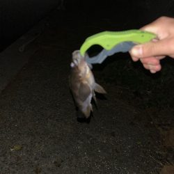 メバリング