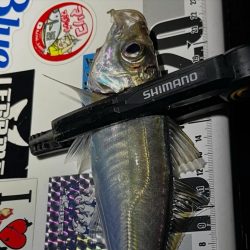 アジング
