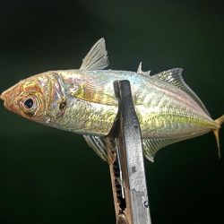 風月遊魚