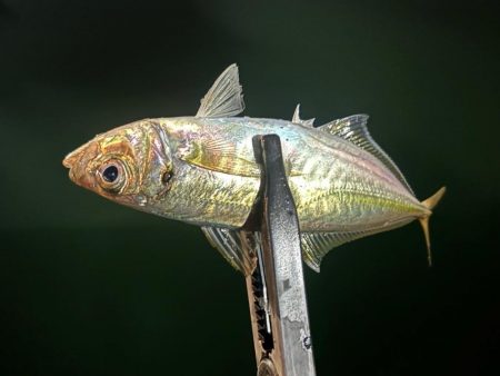 風月遊魚