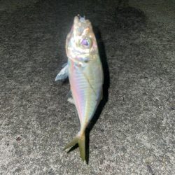 フロートアジングしに行きましたが・・・