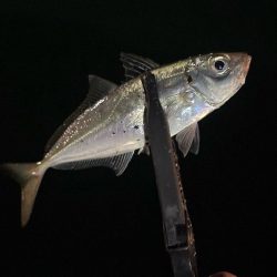 光魚楽釣