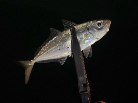 光魚楽釣