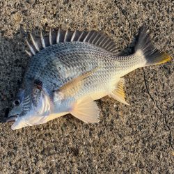 ヘチ釣り