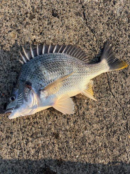 ヘチ釣り