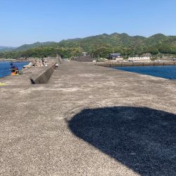 ヘダイ1匹