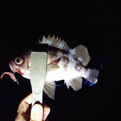 メバリング
