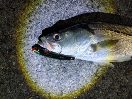 フッコ38cm