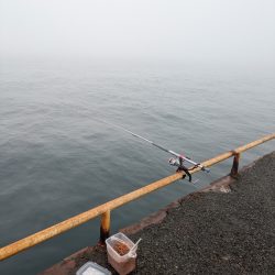 大鯵狙い