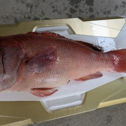 ほぼ連続釣行