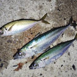 時合な釣り