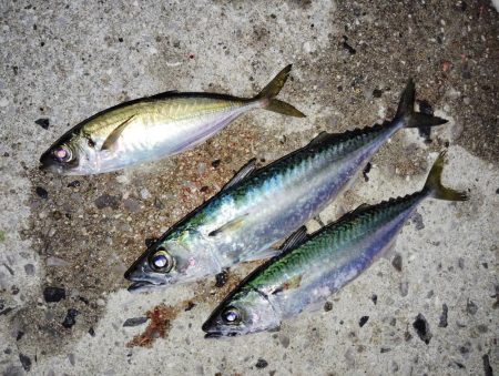 時合な釣り