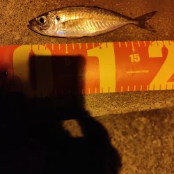 初釣行