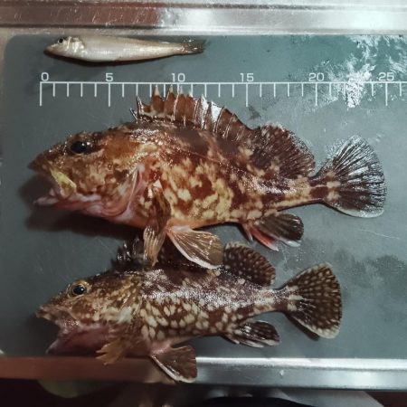 キス後ガシラ