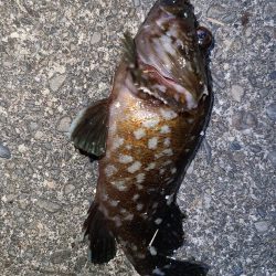 浜名湖ヒラメ