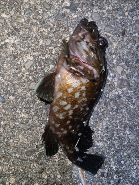 浜名湖ヒラメ