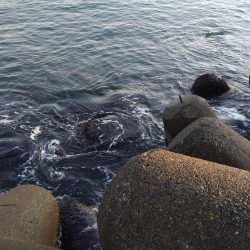 根魚（お）