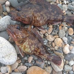 カサゴ2匹