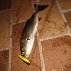 シーバス初釣行