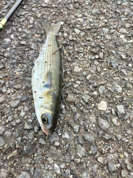 投げサビキで