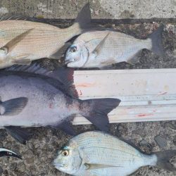 和歌山市江（吉丸渡船）でグレ釣り
