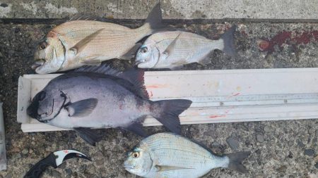和歌山市江（吉丸渡船）でグレ釣り