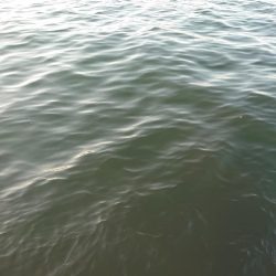ショアジギ