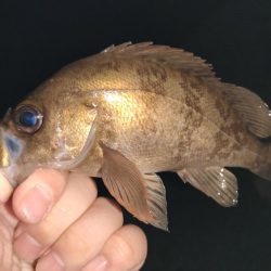 厳しぃ〜