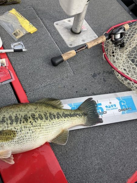 北山田プリ50cm、37cm