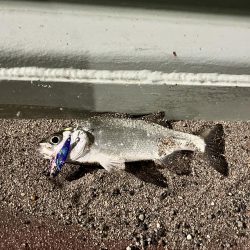 釣り始め