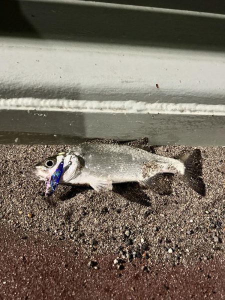 釣り始め
