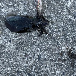 今年初春イカ