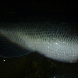 4月のバス釣り