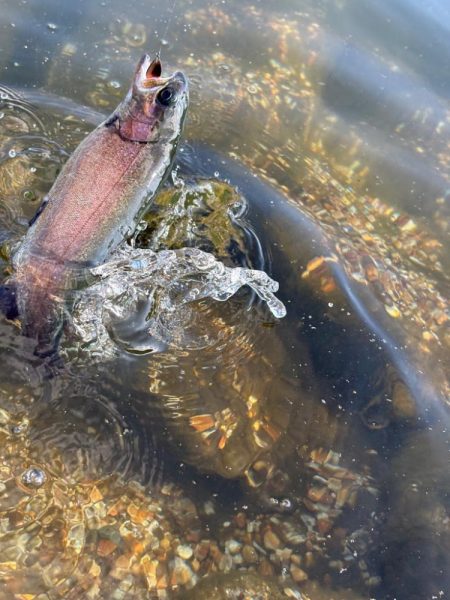高島の泉でのんびり釣り🎣