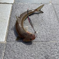 サゴシ