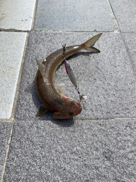 サゴシ