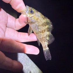 深夜釣行