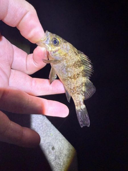 深夜釣行
