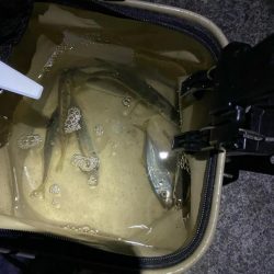 アジング釣査