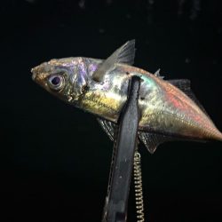 光魚楽釣
