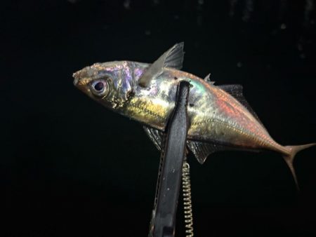 光魚楽釣